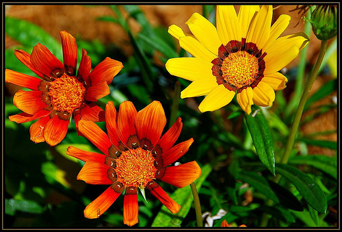 Gazania Splendens